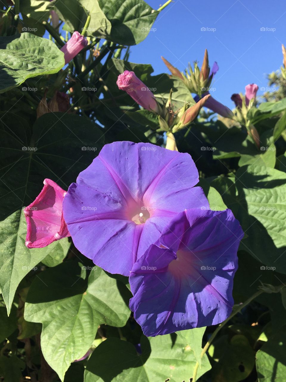 Blue volubilis in sunshine 