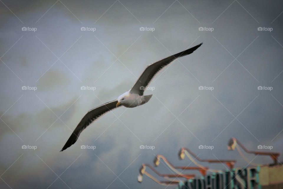 Flying seagull