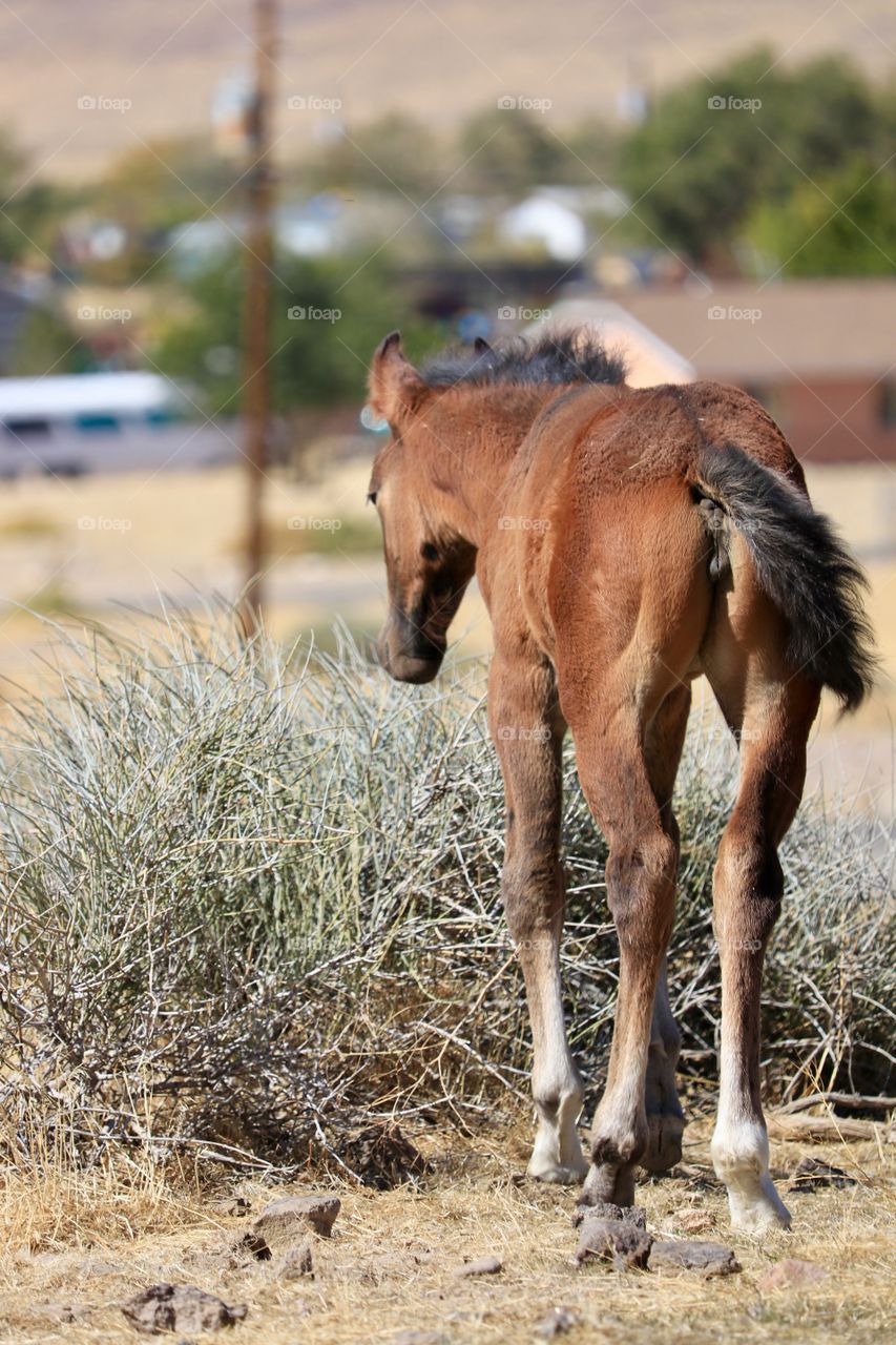 Wild American Mustang colt facing mountains of the High Sierras in the desert 