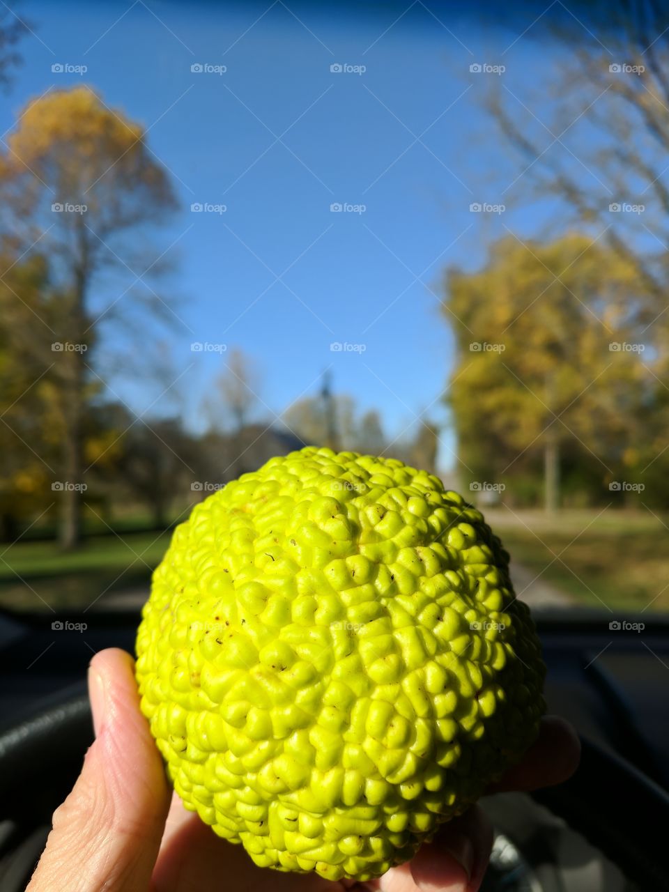 hedge apple