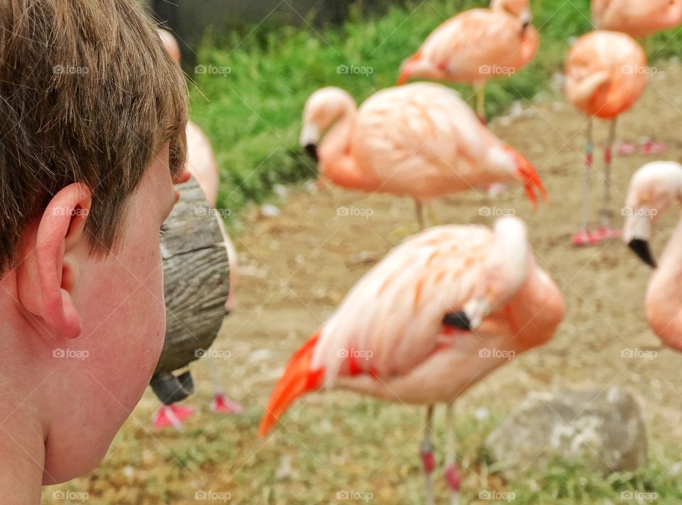 Boy Watching Flamingos. Young Boy's First Visit To The Zoo
