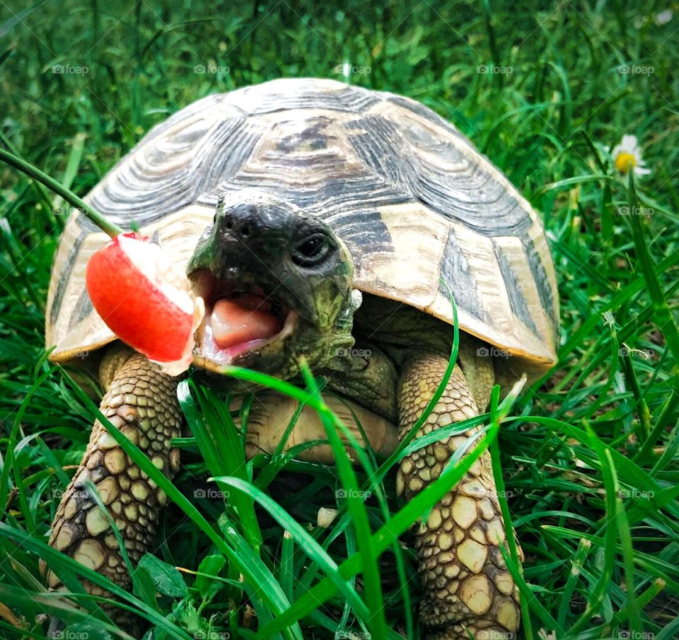 Hermann's tortoise and first cherry this year