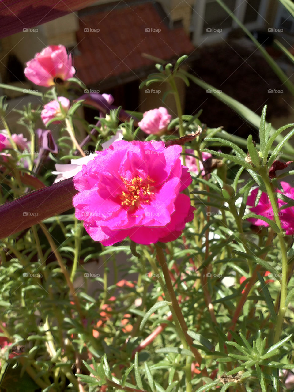 nature pink flower cook by eastofsheridan