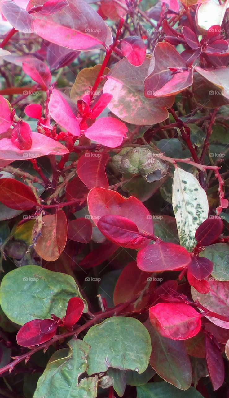Red nature with leaveas