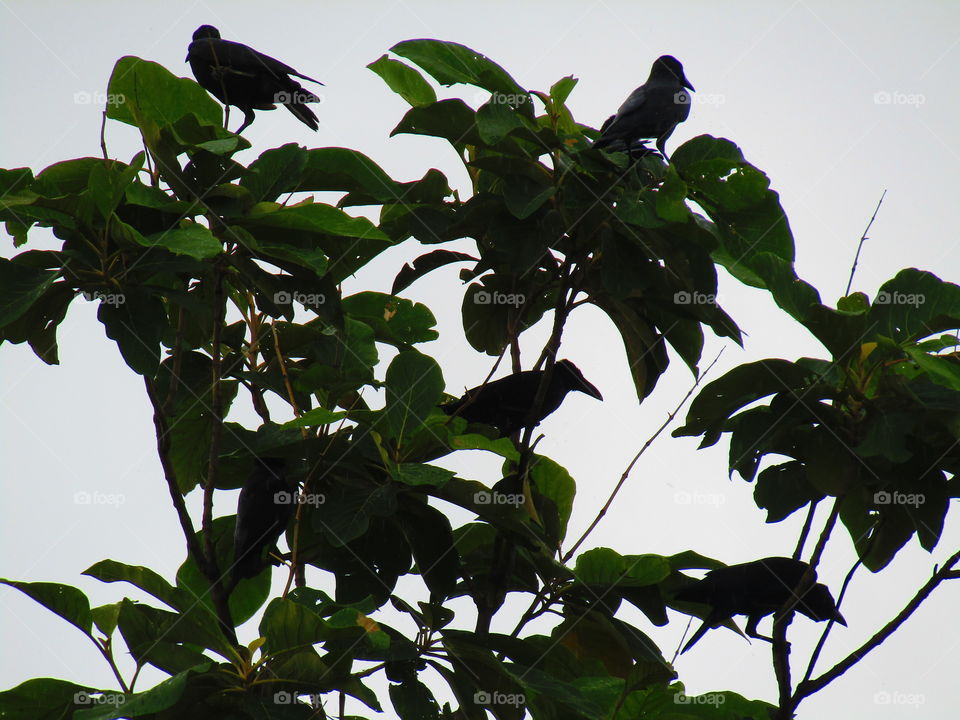 The Indian jungle crow (Corvus culminatus) is a species of crow found across the Indian Subcontinent south of the Himalayas.