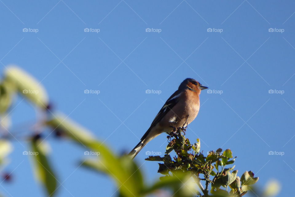 songbird on the top of a tree 