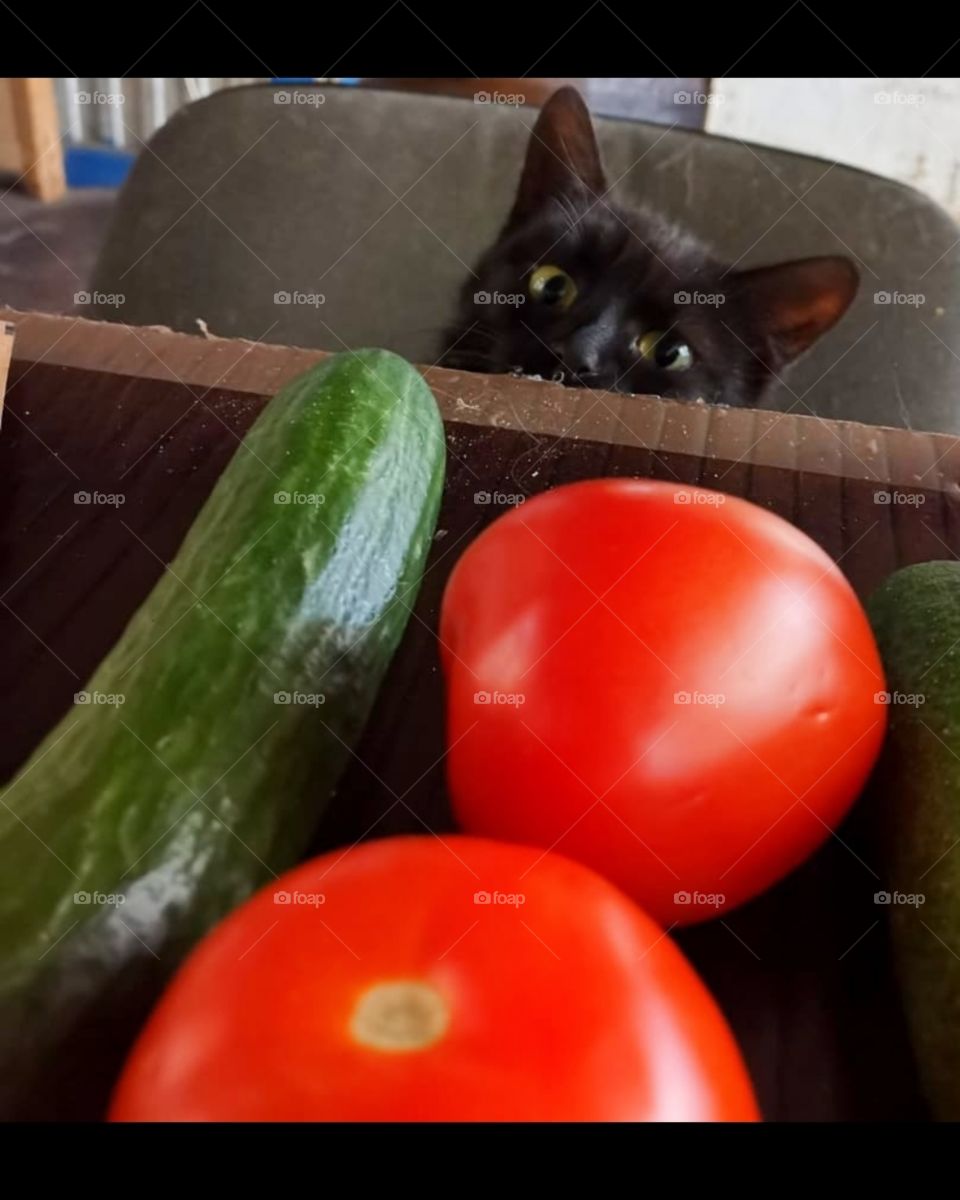 Black cat looks at a cucumber and two tomatoes