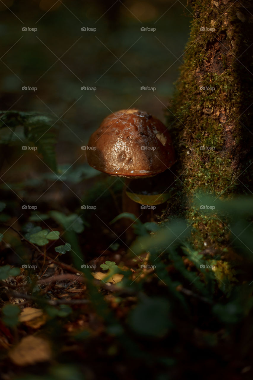 Mushrooms in autumn forest in sunny day