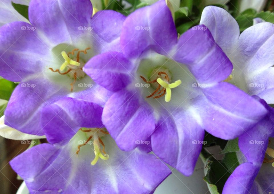 Campanula flowers