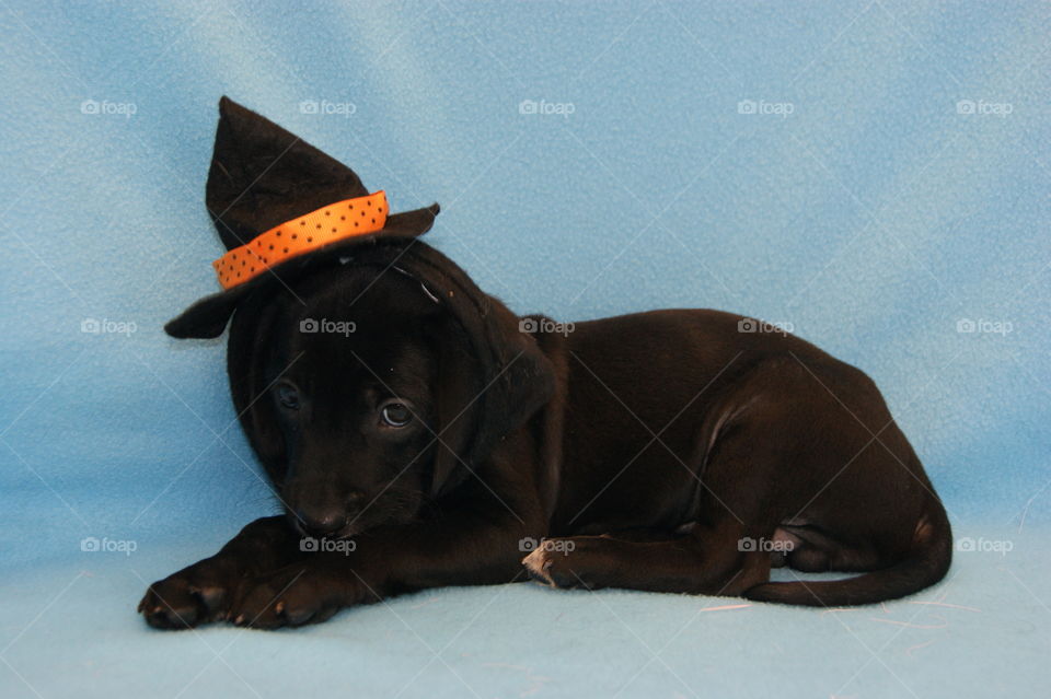 Halloween puppy!