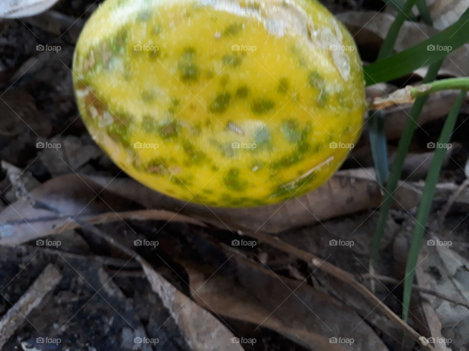 O maracujá é uma fruta de origem da América tropical. Ele pertence a família Passifloráceas, também chamado de Flor paixão, devido ao sabor e à cor. Existem vários tipos de cores, entretanto, as principais cores são amarelo e roxo.