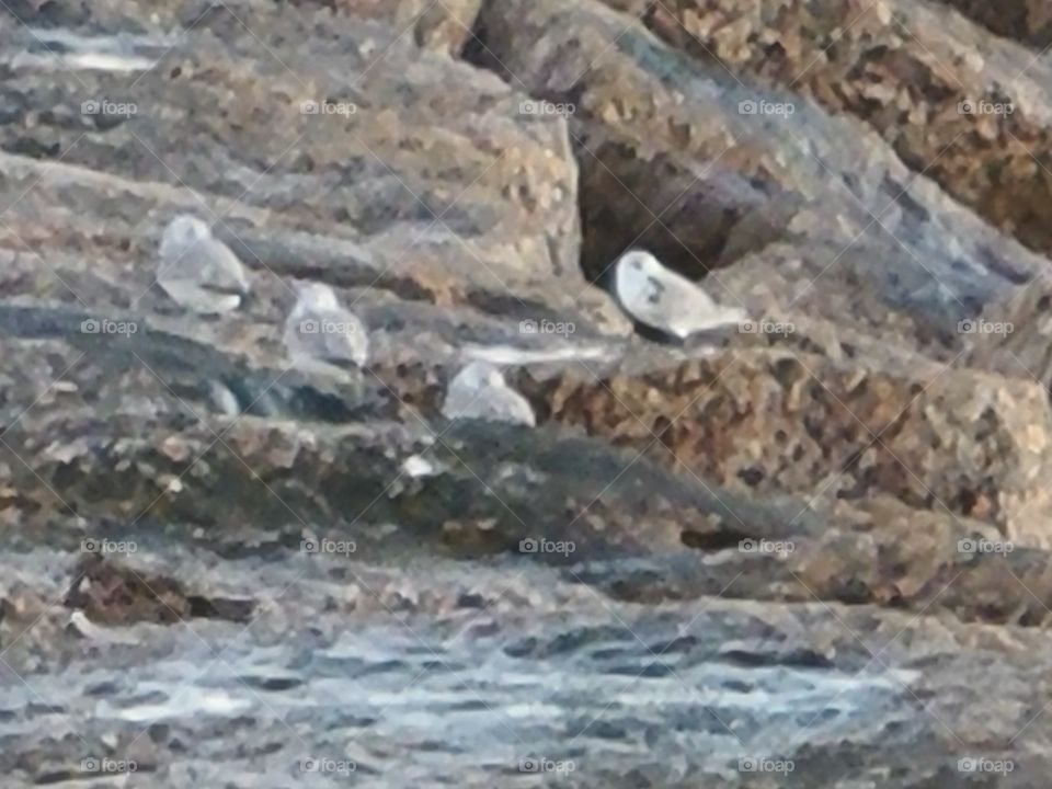 birds on the rocks