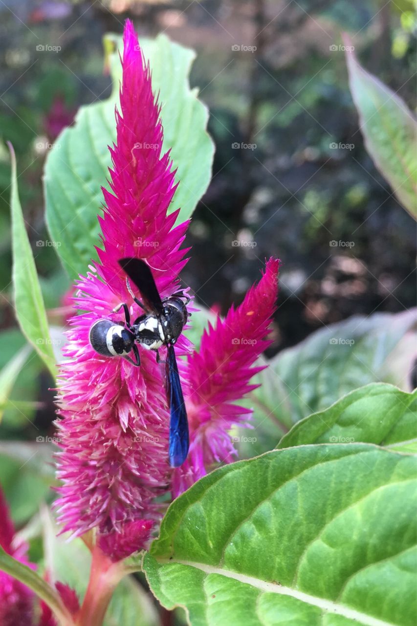 Bee Pollenating Flower 