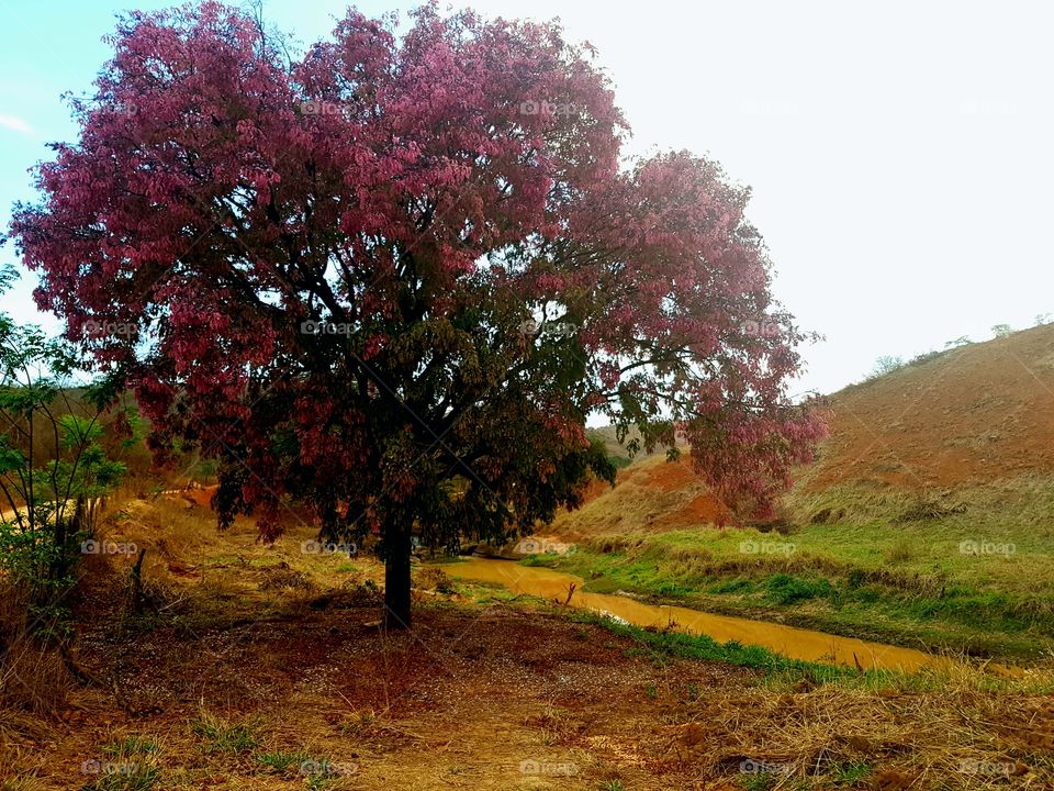 The pink tree