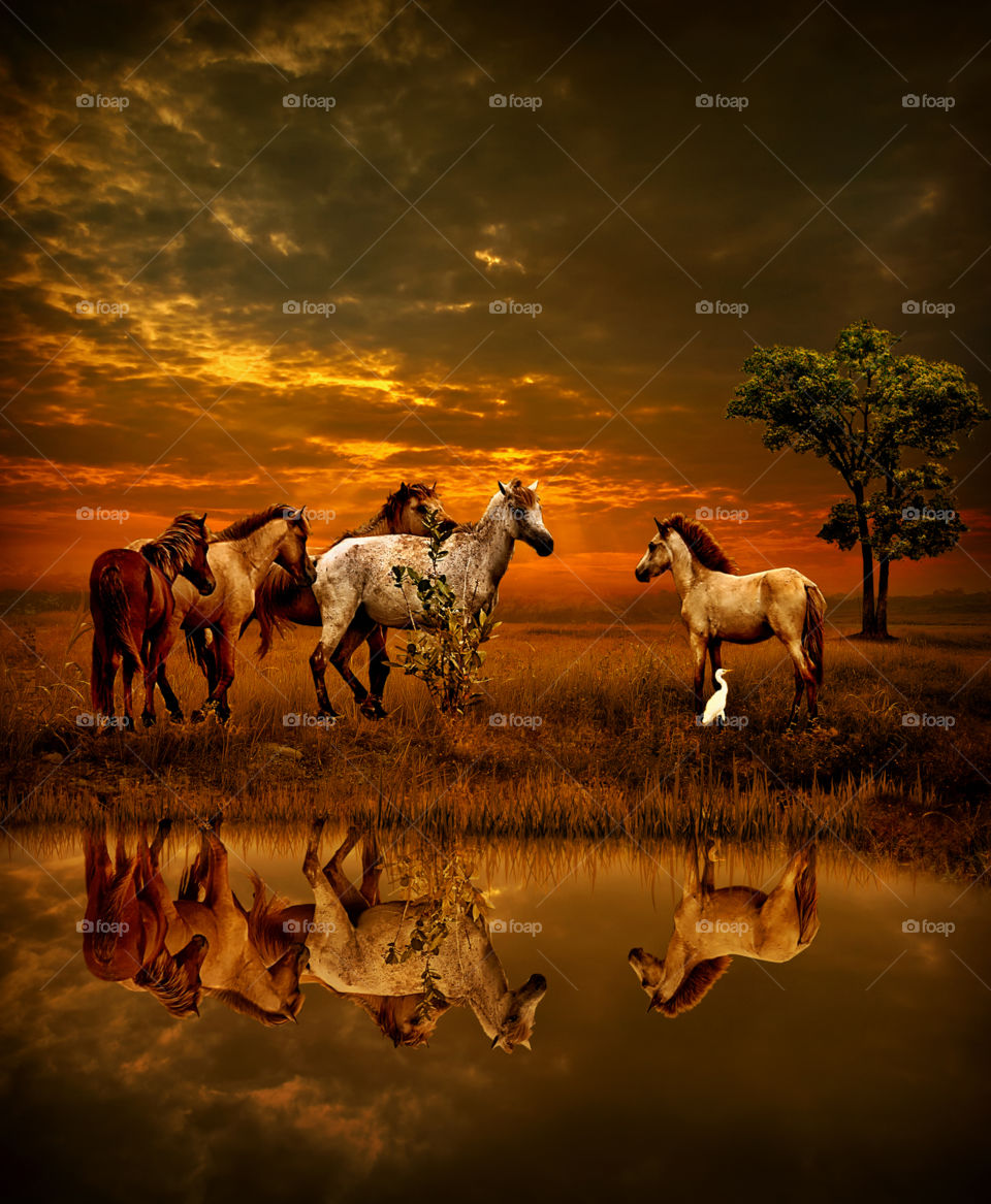 horses at bromo mountain