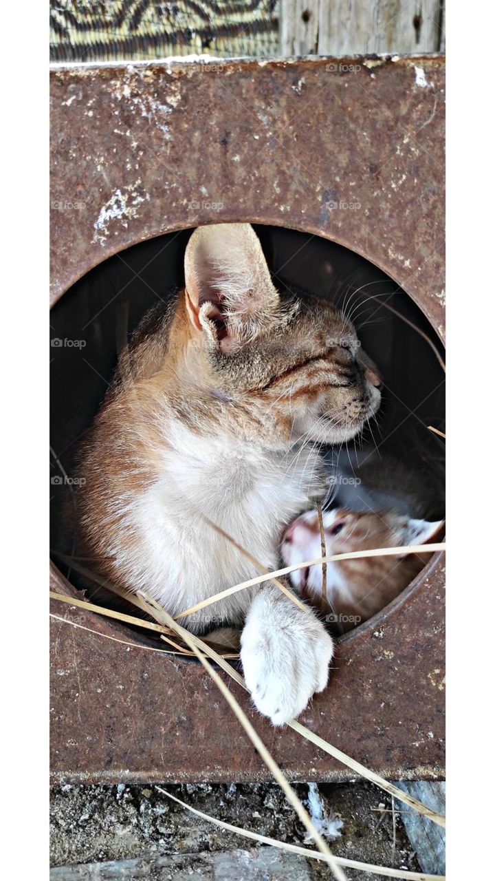 A cute cat and her little son