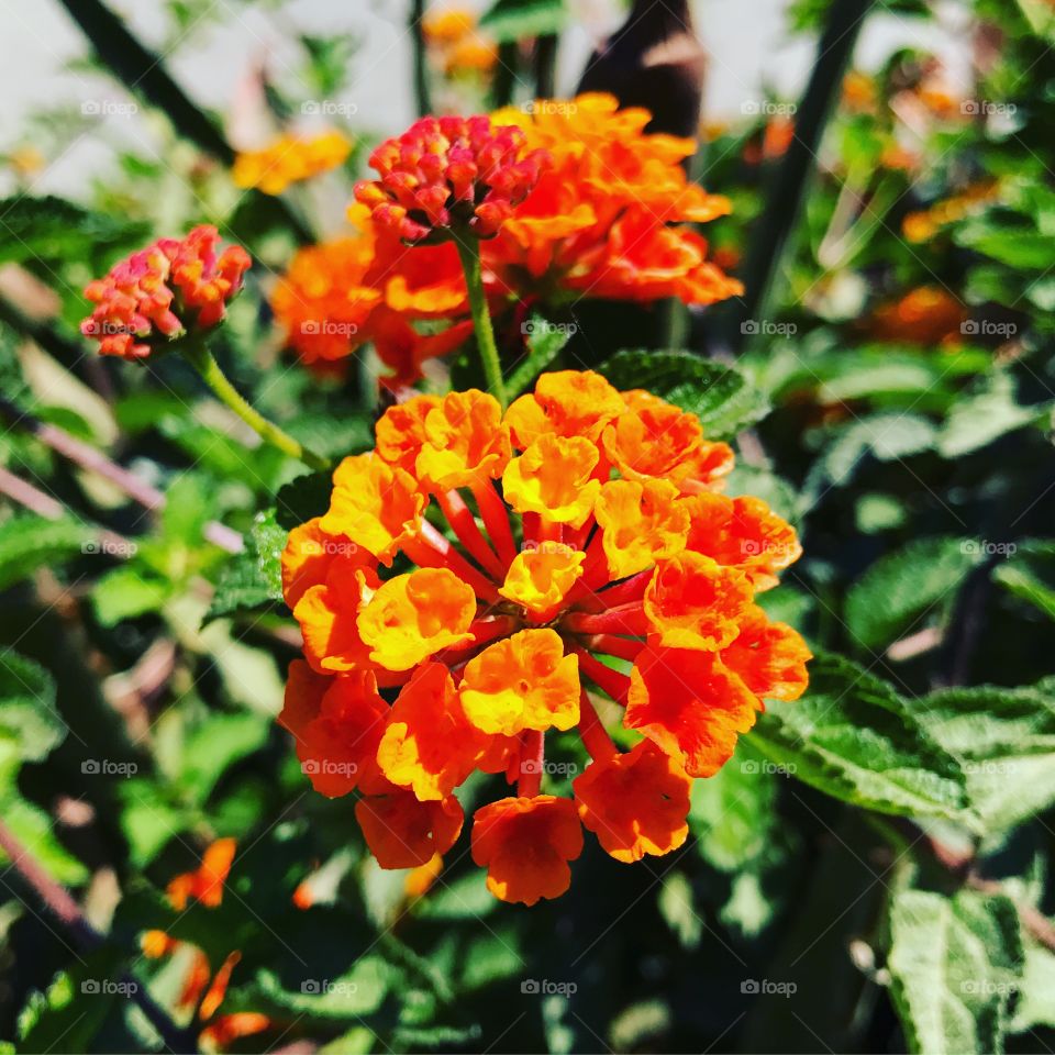 Orange flowers in plant