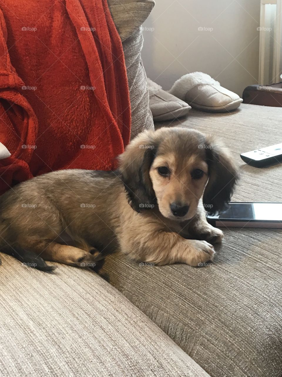 Miniature dachshund puppy! Just months old and so small and fluffy 