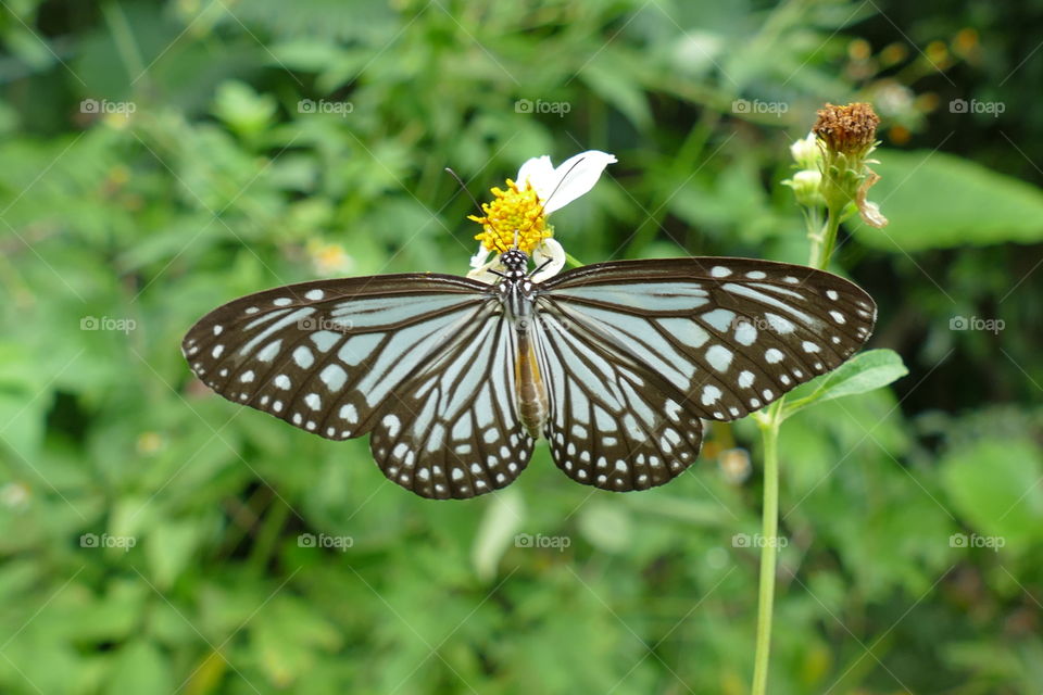 Milkweed butterfly, subfamily Danainae, any of a group of butterflies in the brush-footed butterfly family