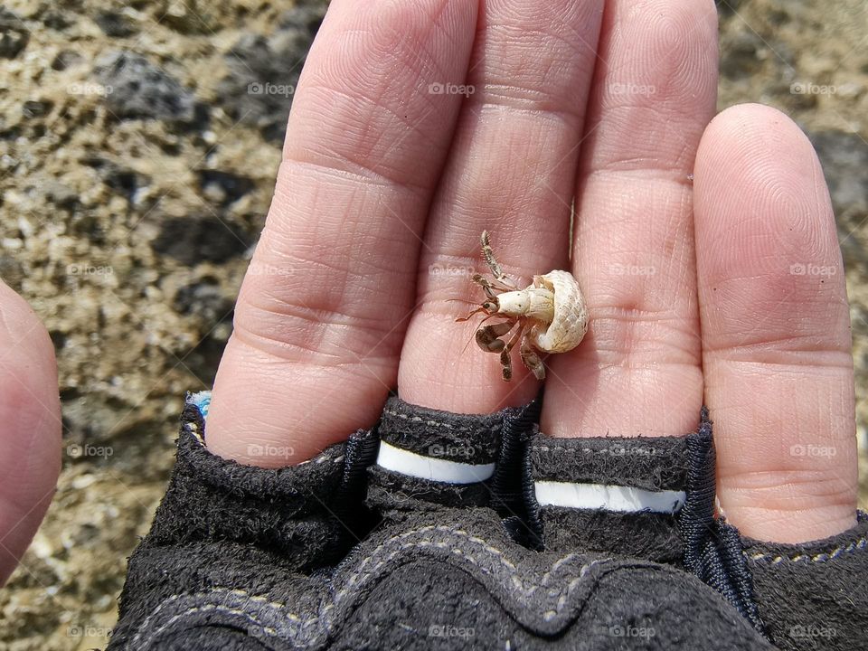 Hermit crab on a rock in the sea, closeup of photo