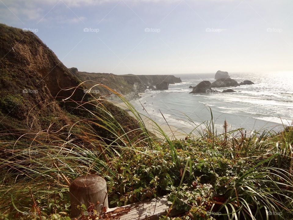 Tall Grass at the ocean 