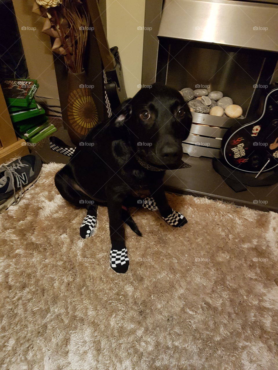 my dog loves his new socks