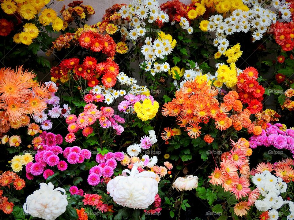 Flowers gardens