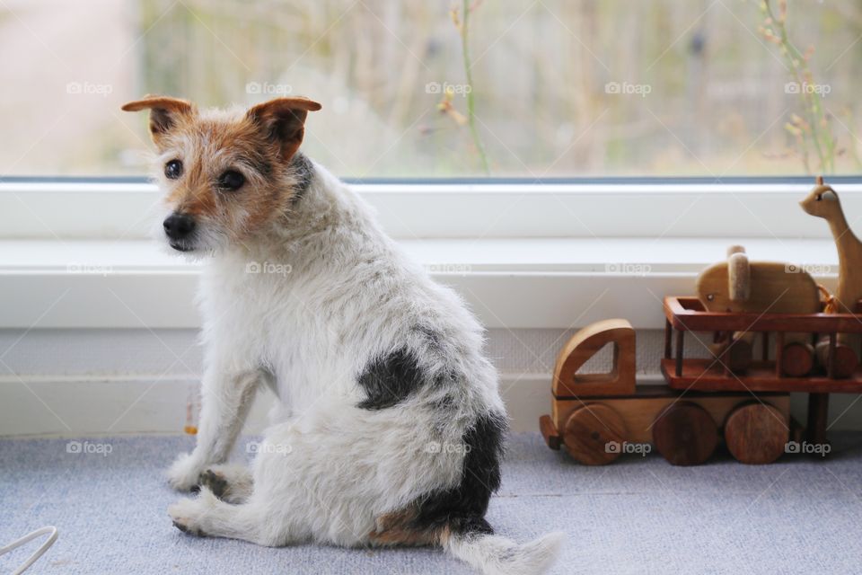 View of dog in room