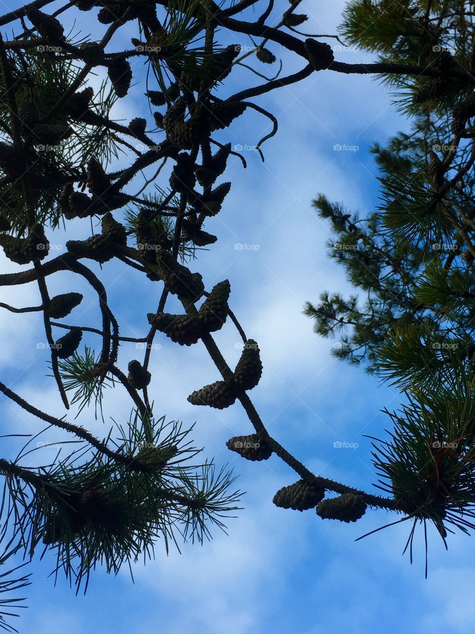 Low angle view of a branch