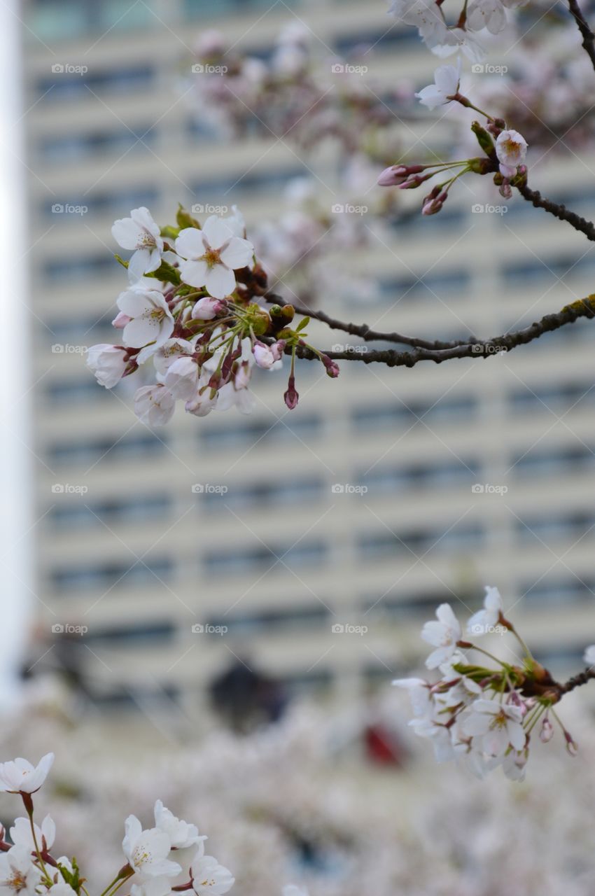 cherry and architecture