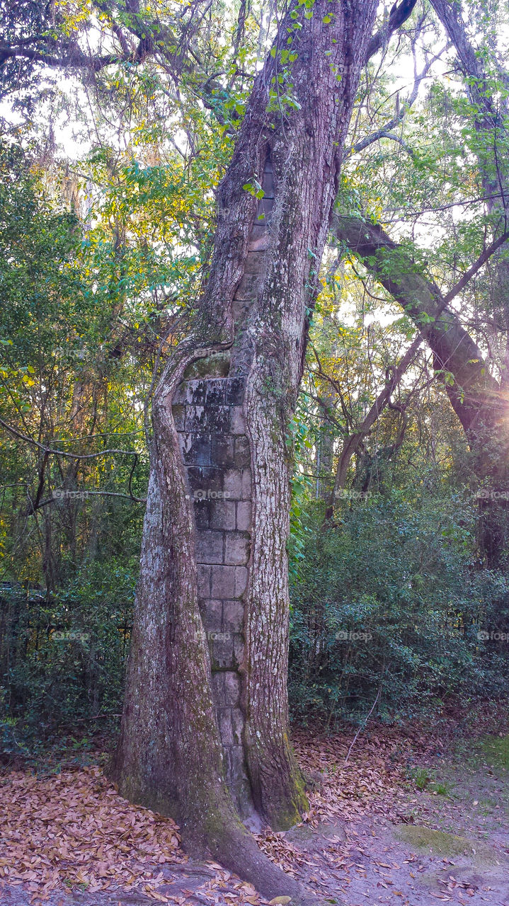 Old Sheldon Church ruins #4. A bricked up tree at the old Sheldon Ruins in Yemassee, South Carolina. 