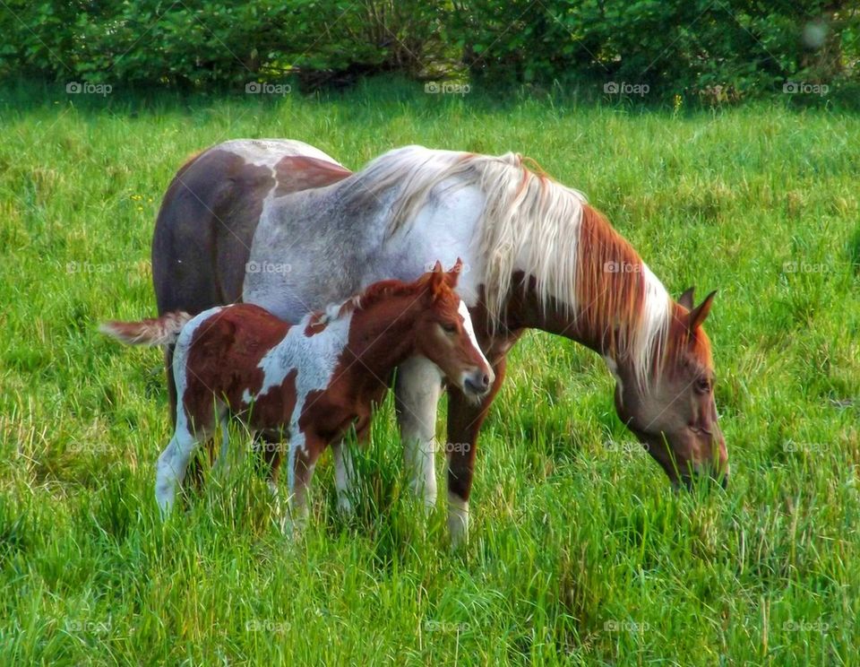 Grazing mare and foal