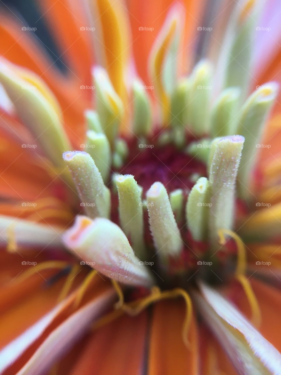 Zinnia closeup