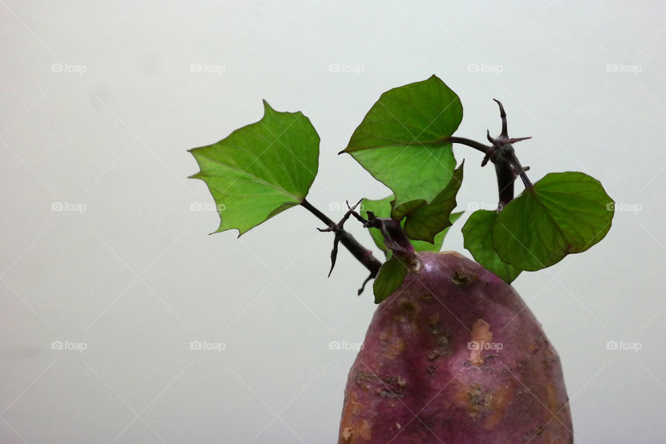 Sweet potato 