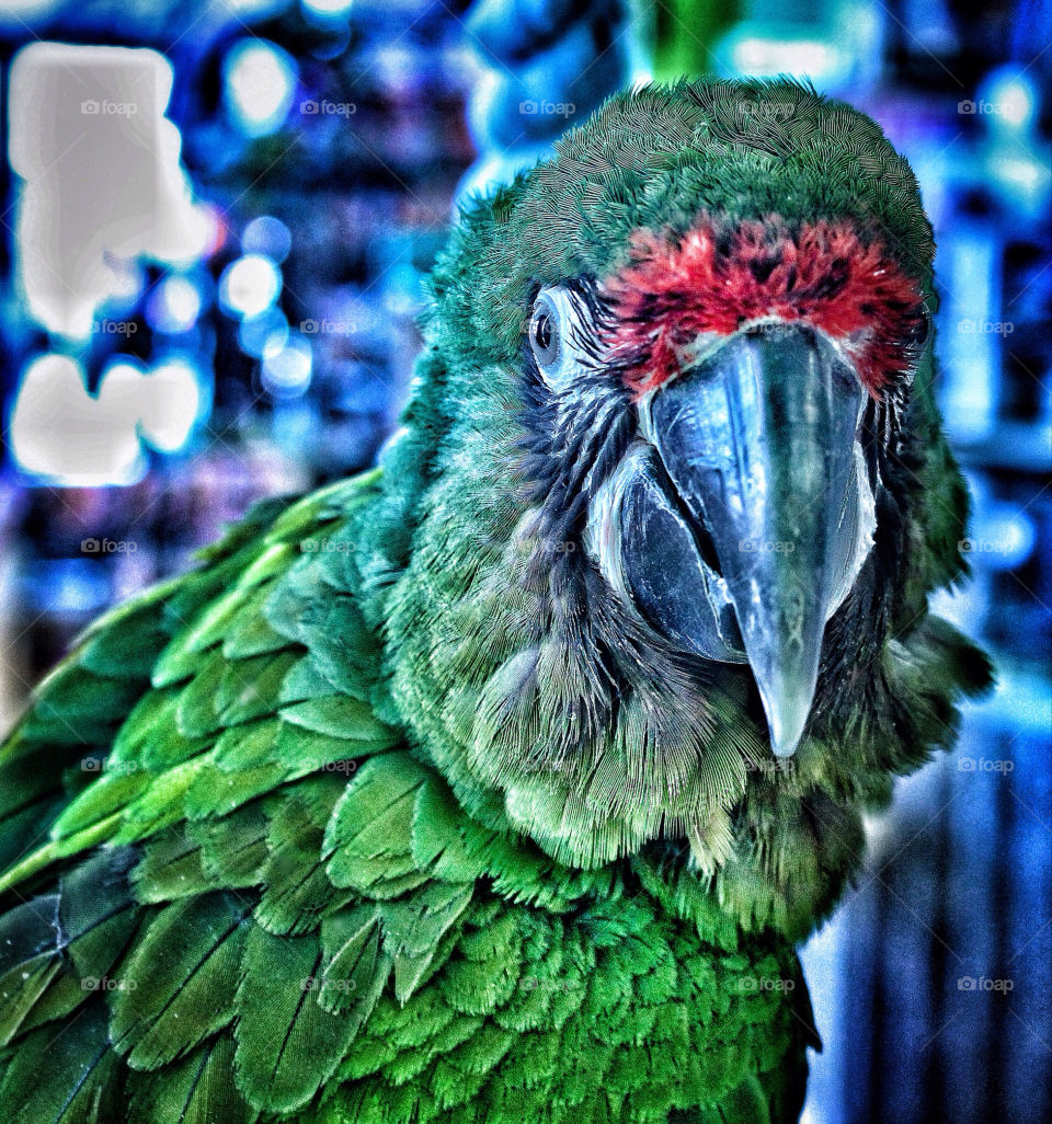 Parrot Close Up