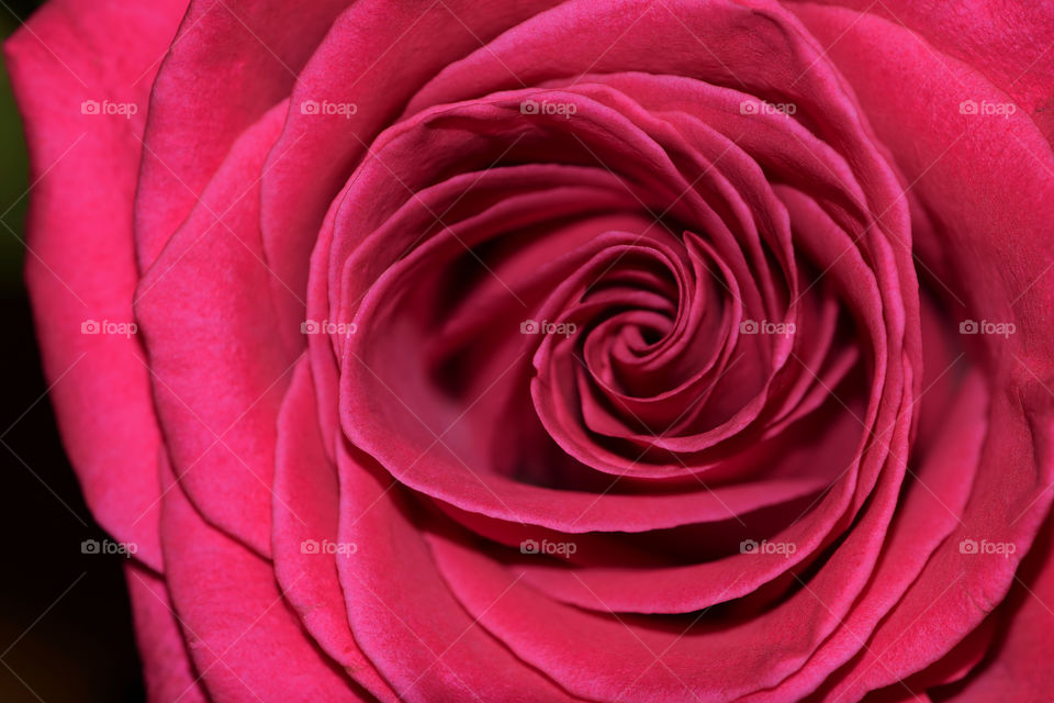 Close up of a beautiful rose 