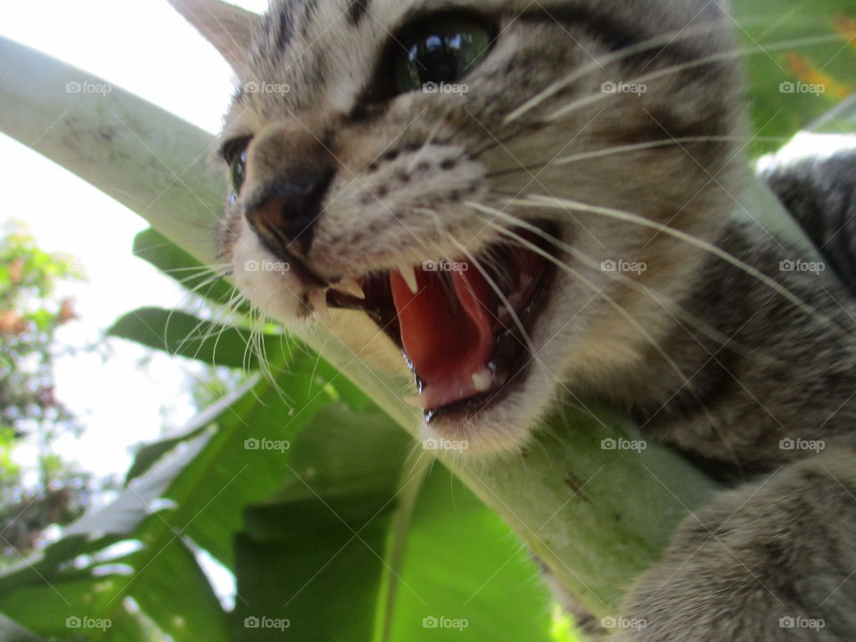 Cat Egyptian Mau