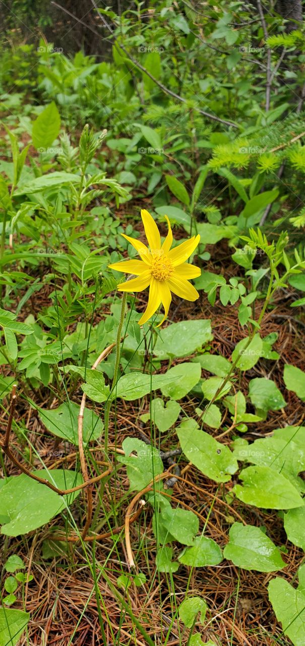 lone yellow flower in the forest surrounded by leaves and brown pine needles