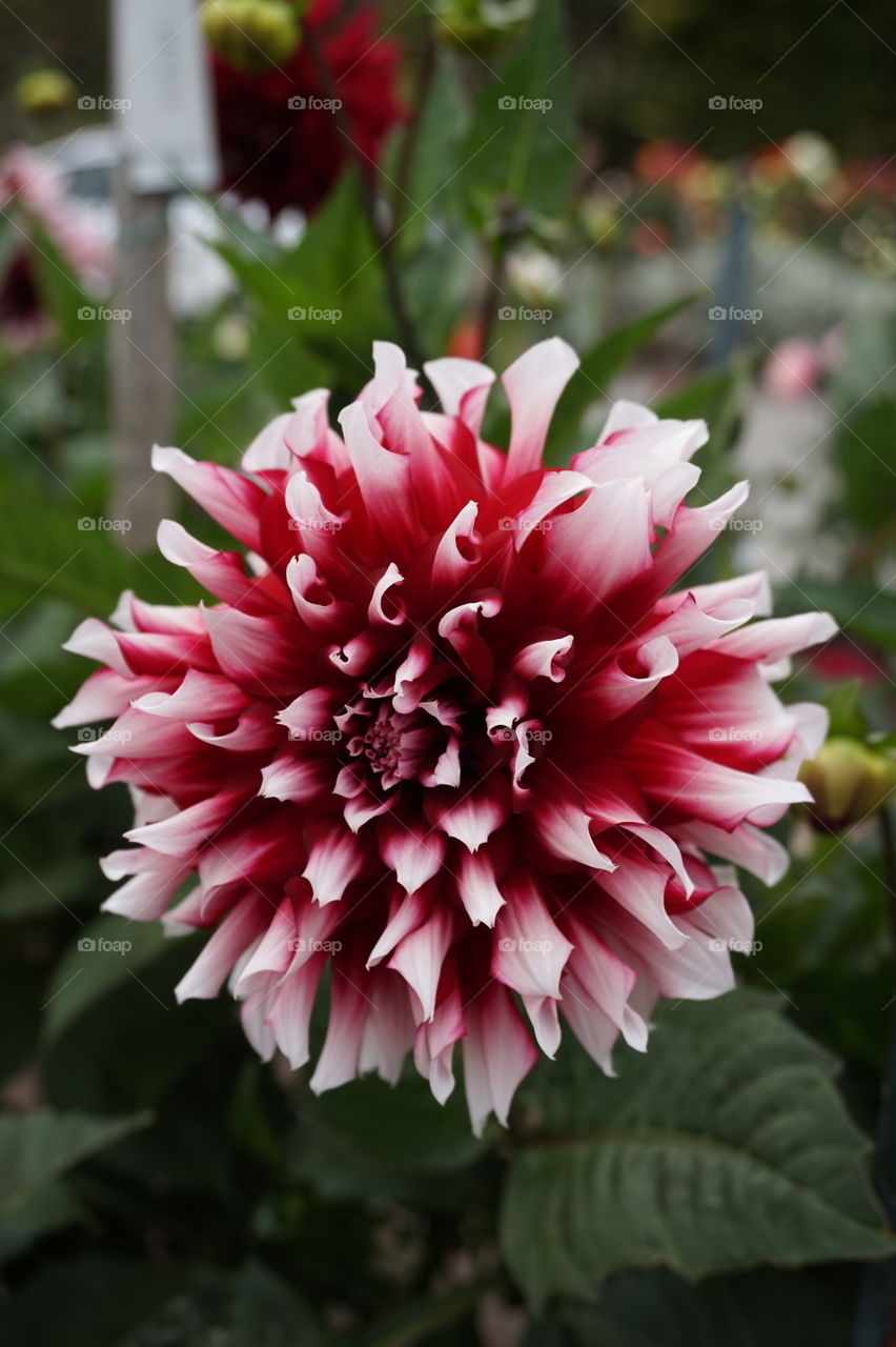 macro shot of a flower