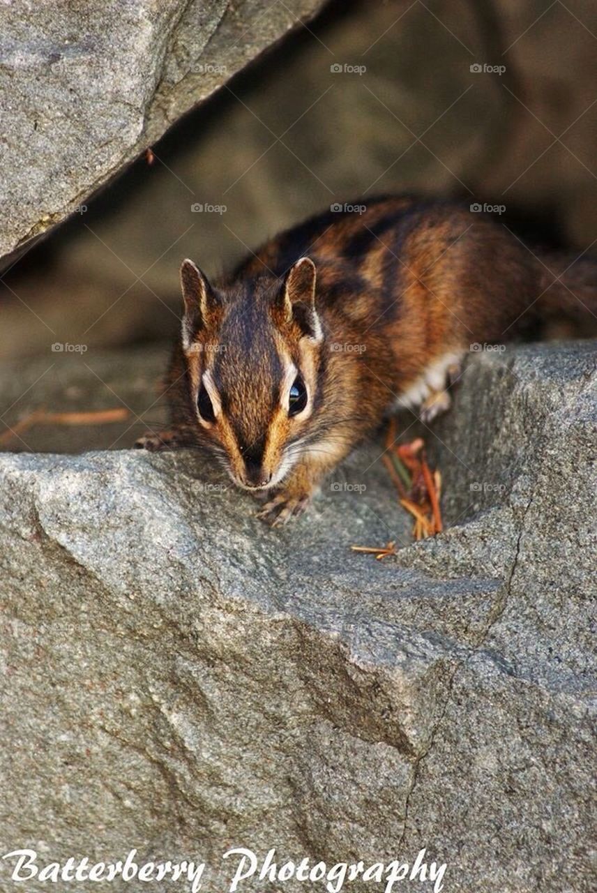 Chipmunk