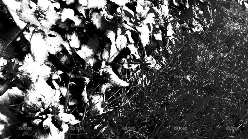 flowers in plesentville. these flowers are accidentally taking over my newbies fence