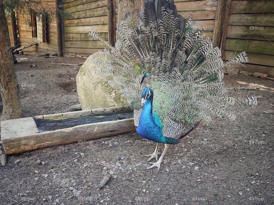 peacock on a walk