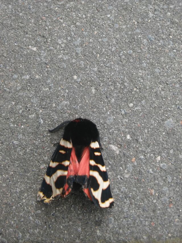 moth