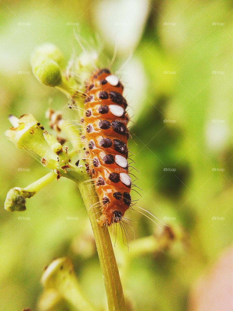 worm. worm on green ivy