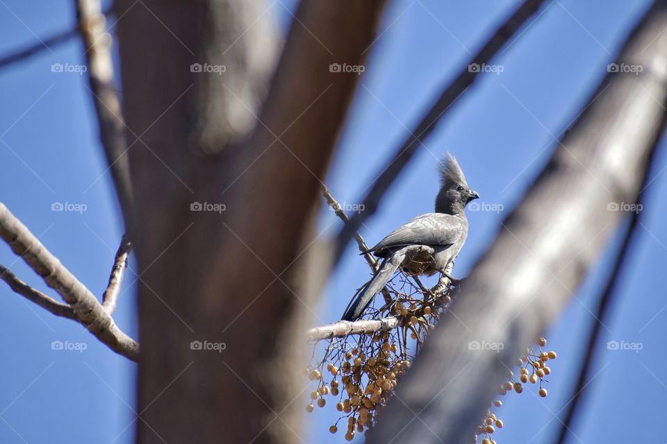 Birds in a  tree