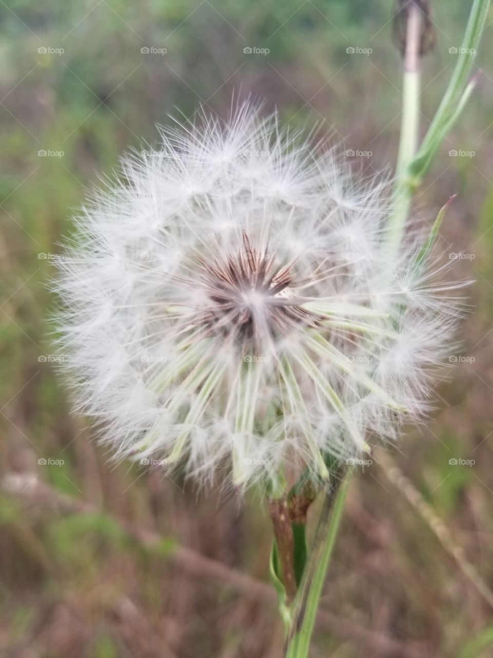 dandelion
