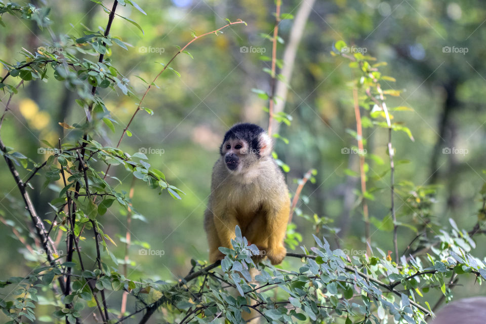 Close Up Of A Black-Capped Squirrel Monkey