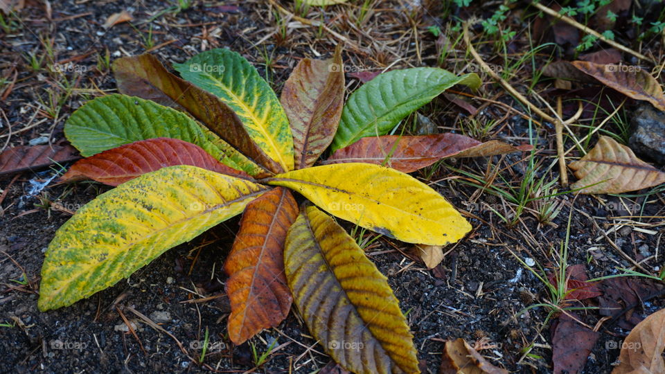 Leaves#nature#colors#season#autumn