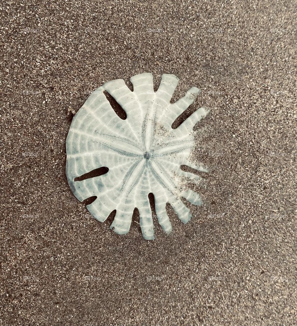 Sand dollar 