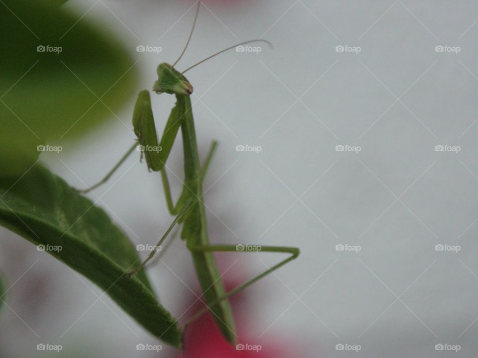Praying mantis in the garden